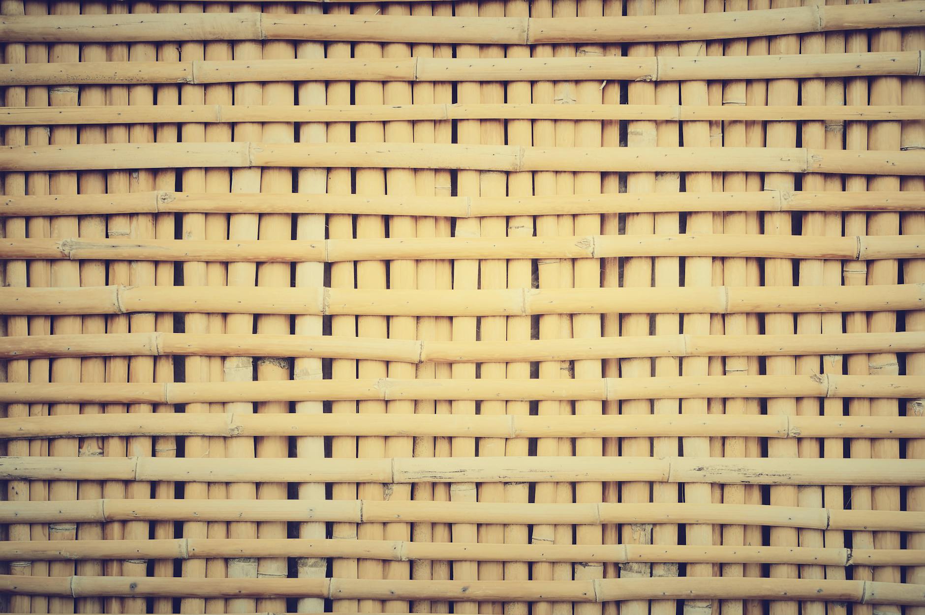 Cromozomul Y absent: Consecințe și Implicații.